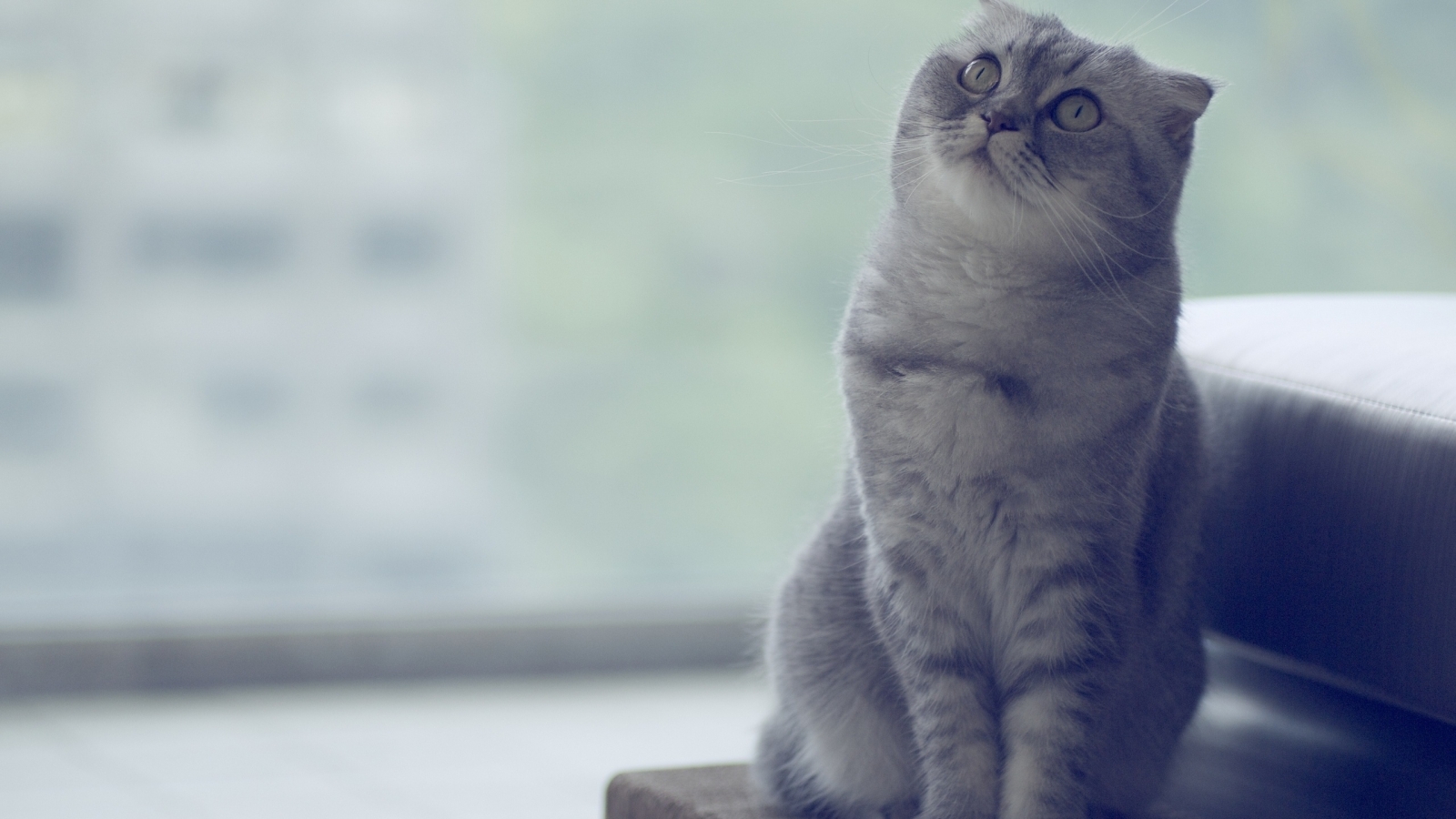 Beautiful Scottish Fold Cat  for 1600 x 900 HDTV resolution