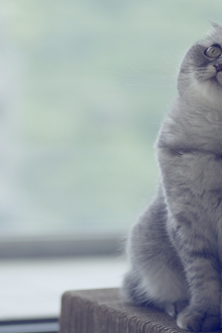 Beautiful Scottish Fold Cat  for 320 x 480 iPhone resolution