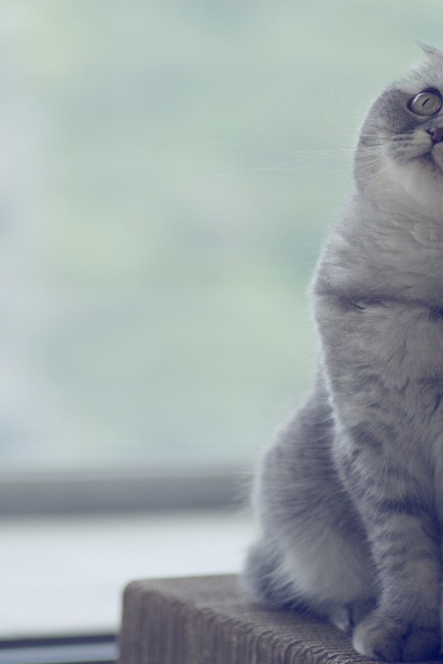 Beautiful Scottish Fold Cat  for 640 x 960 iPhone 4 resolution