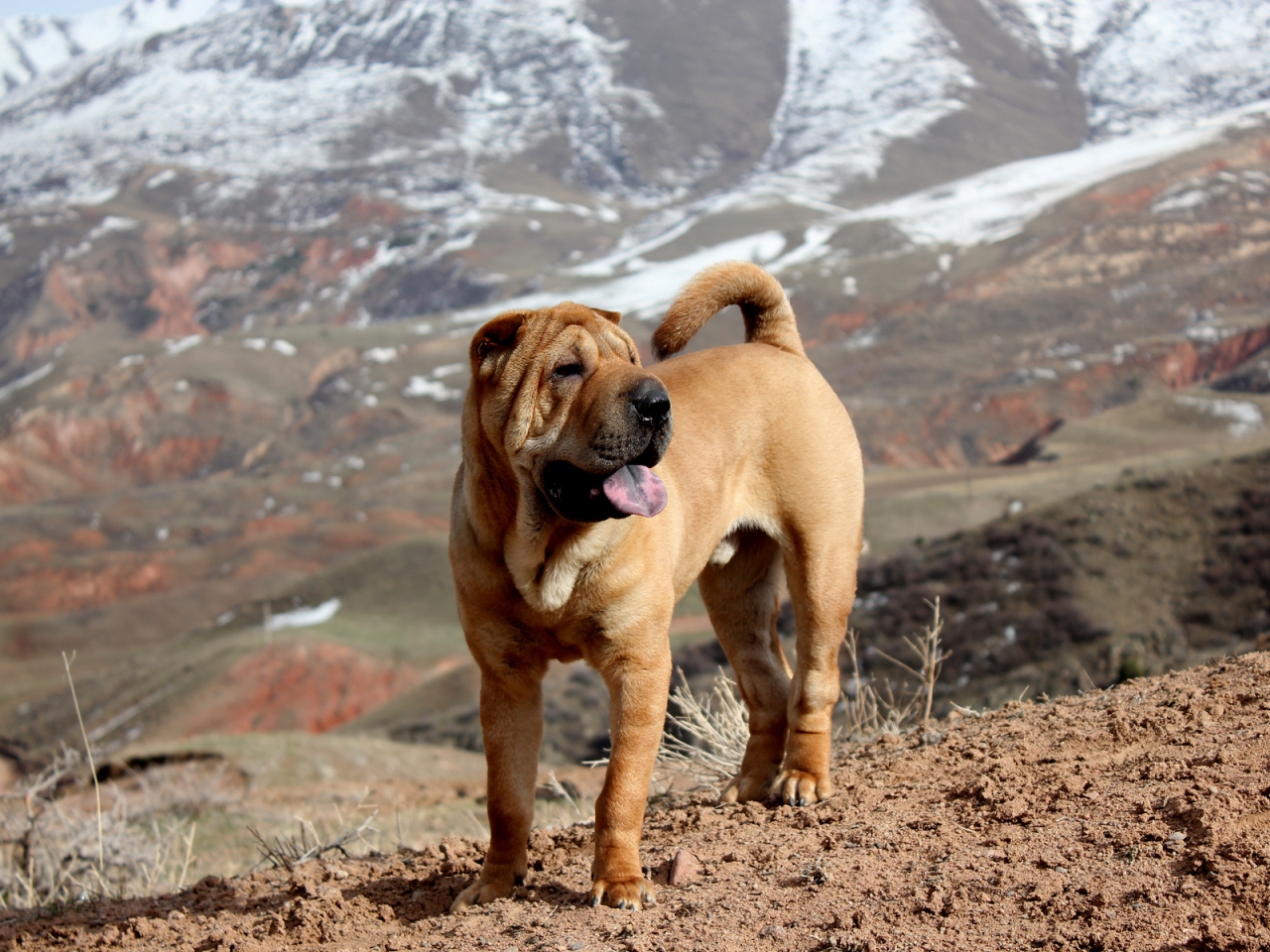 Beautiful Shar Pei Dog for 1280 x 960 resolution