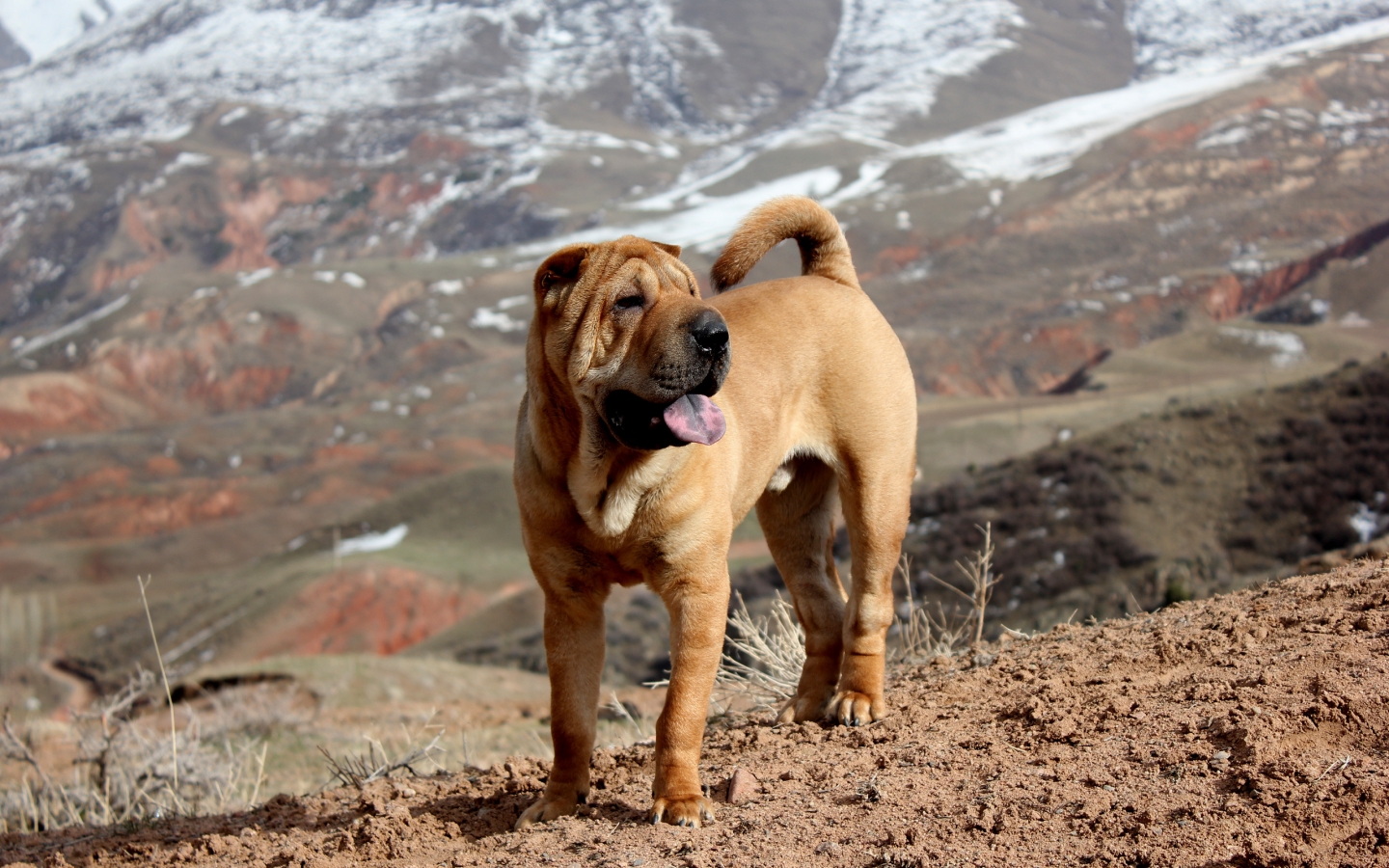 Beautiful Shar Pei Dog for 1440 x 900 widescreen resolution