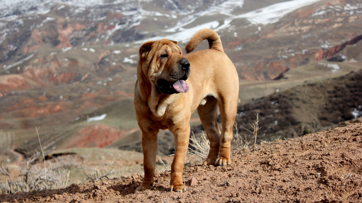 Beautiful Shar Pei Dog for 1536 x 864 HDTV resolution