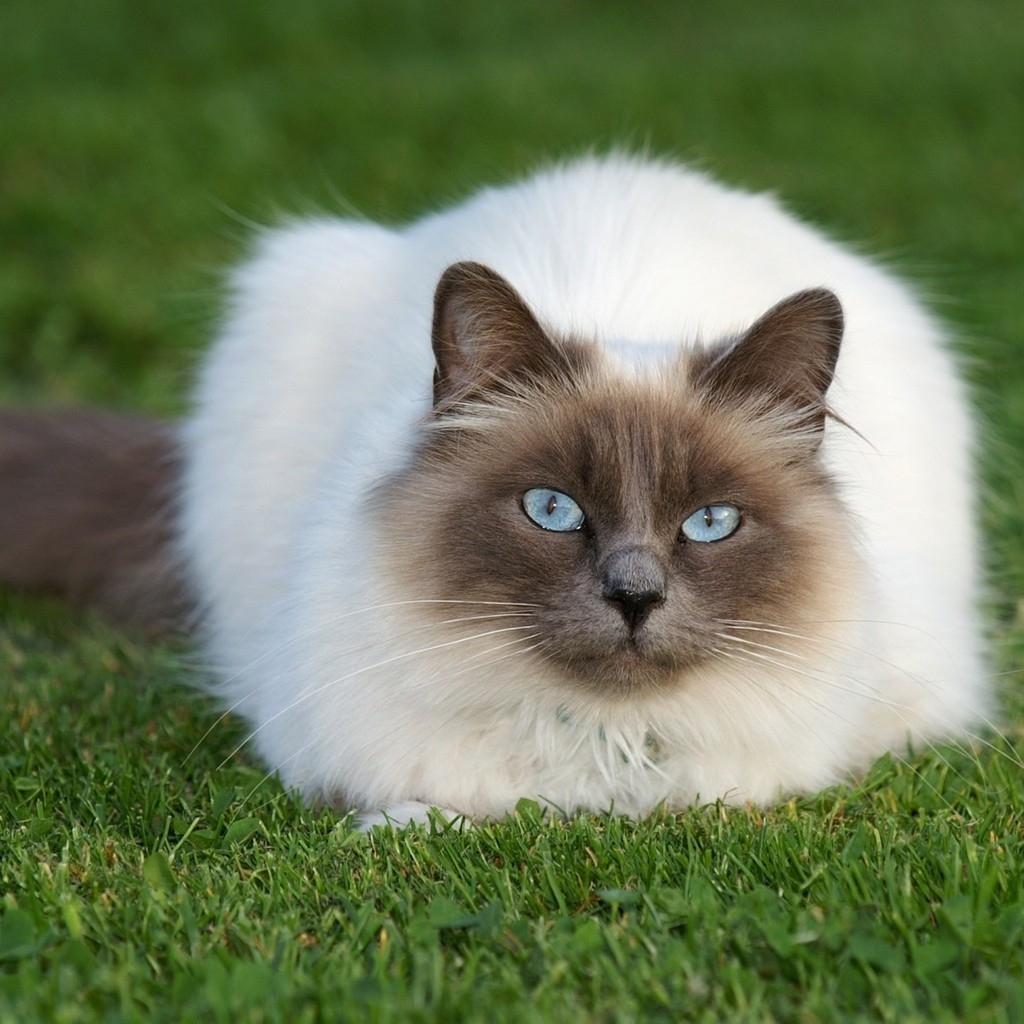 Beautiful Siamese Cat for 1024 x 1024 iPad resolution
