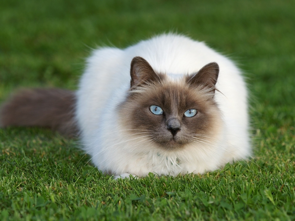 Beautiful Siamese Cat for 1024 x 768 resolution