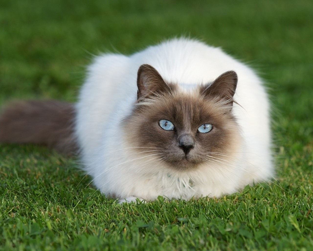 Beautiful Siamese Cat for 1280 x 1024 resolution