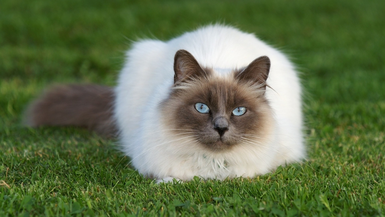 Beautiful Siamese Cat for 1280 x 720 HDTV 720p resolution