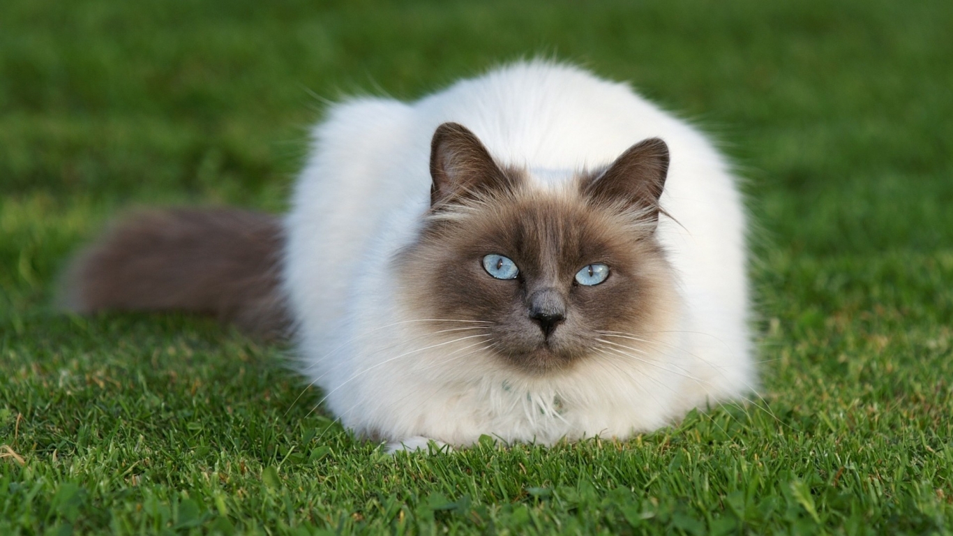 Beautiful Siamese Cat for 1366 x 768 HDTV resolution