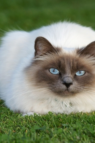 Beautiful Siamese Cat for 320 x 480 iPhone resolution