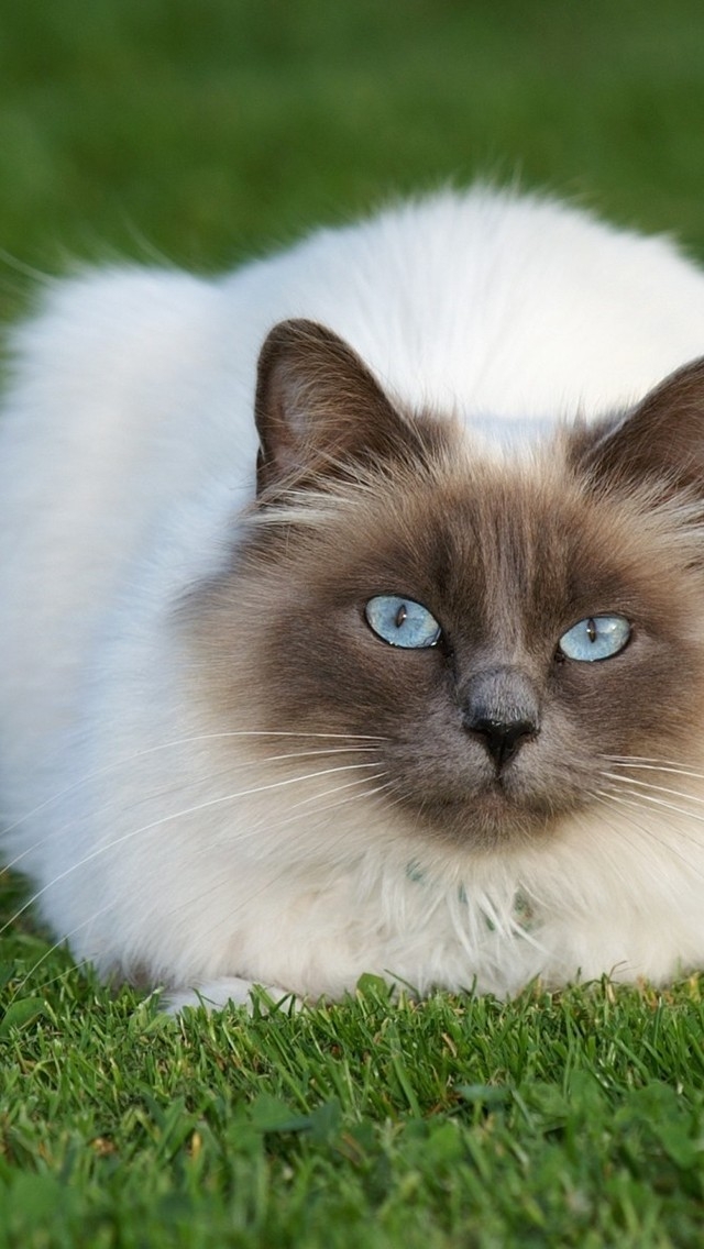Beautiful Siamese Cat for 640 x 1136 iPhone 5 resolution