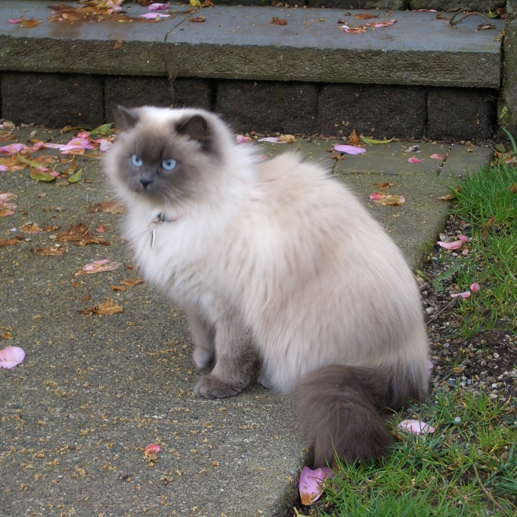 Beautiful Siamese Persian Mix Cat for 1024 x 1024 iPad resolution