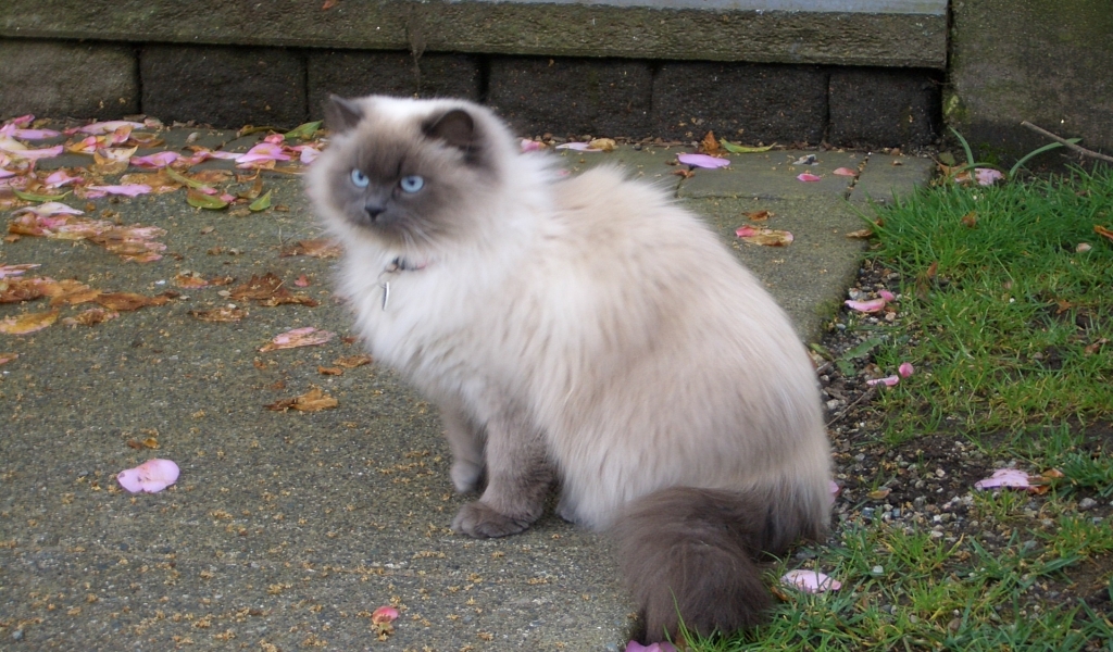 Beautiful Siamese Persian Mix Cat for 1024 x 600 widescreen resolution