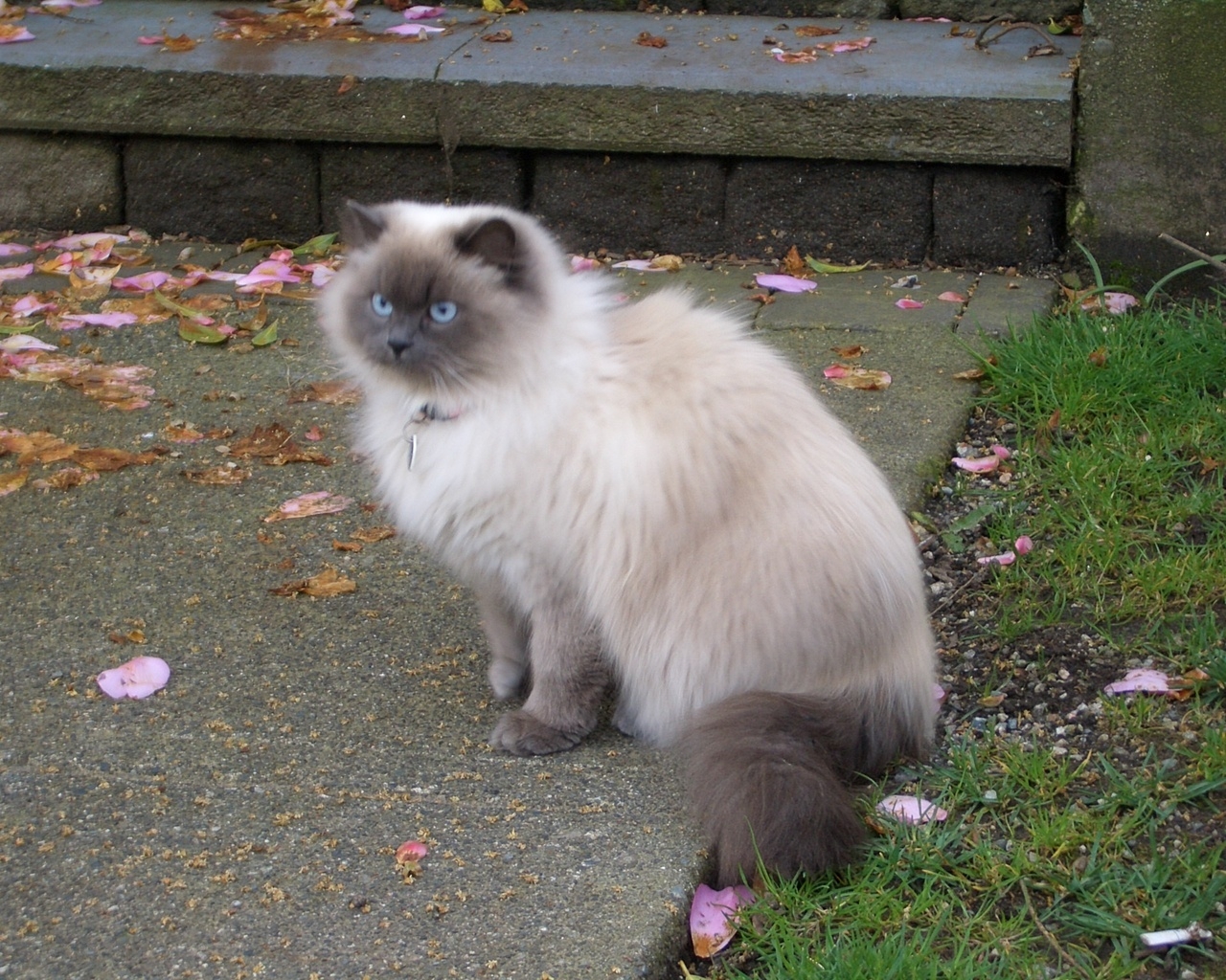 Beautiful Siamese Persian Mix Cat for 1280 x 1024 resolution