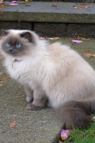 Beautiful Siamese Persian Mix Cat for 320 x 480 iPhone resolution