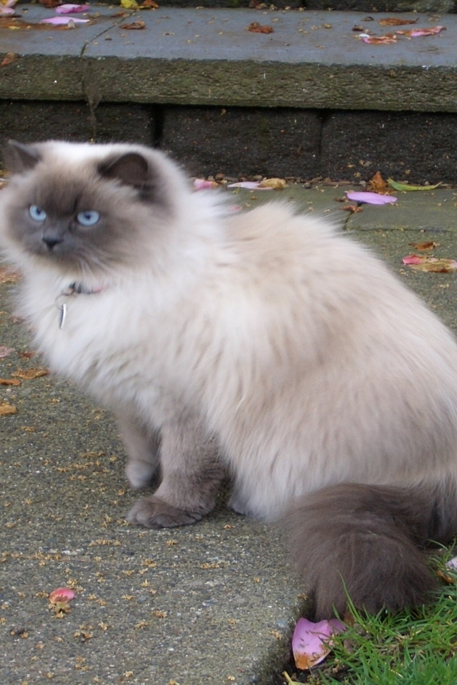 Beautiful Siamese Persian Mix Cat for 640 x 960 iPhone 4 resolution