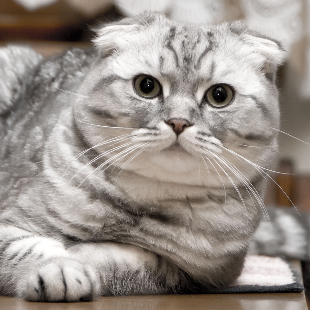 Beautiful Silver Scottish Fold Cat for 1024 x 1024 iPad resolution