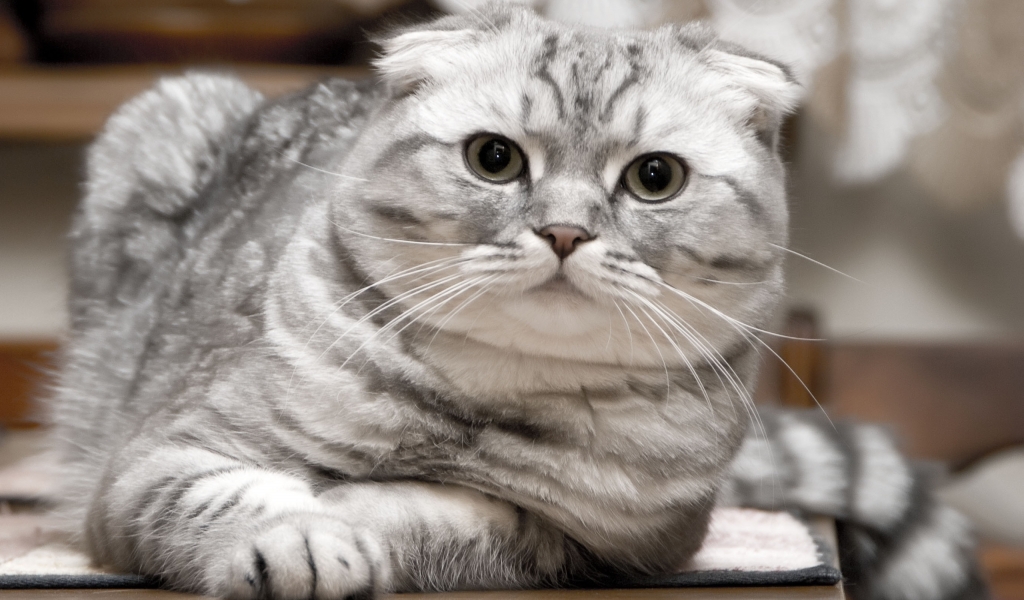 Beautiful Silver Scottish Fold Cat for 1024 x 600 widescreen resolution