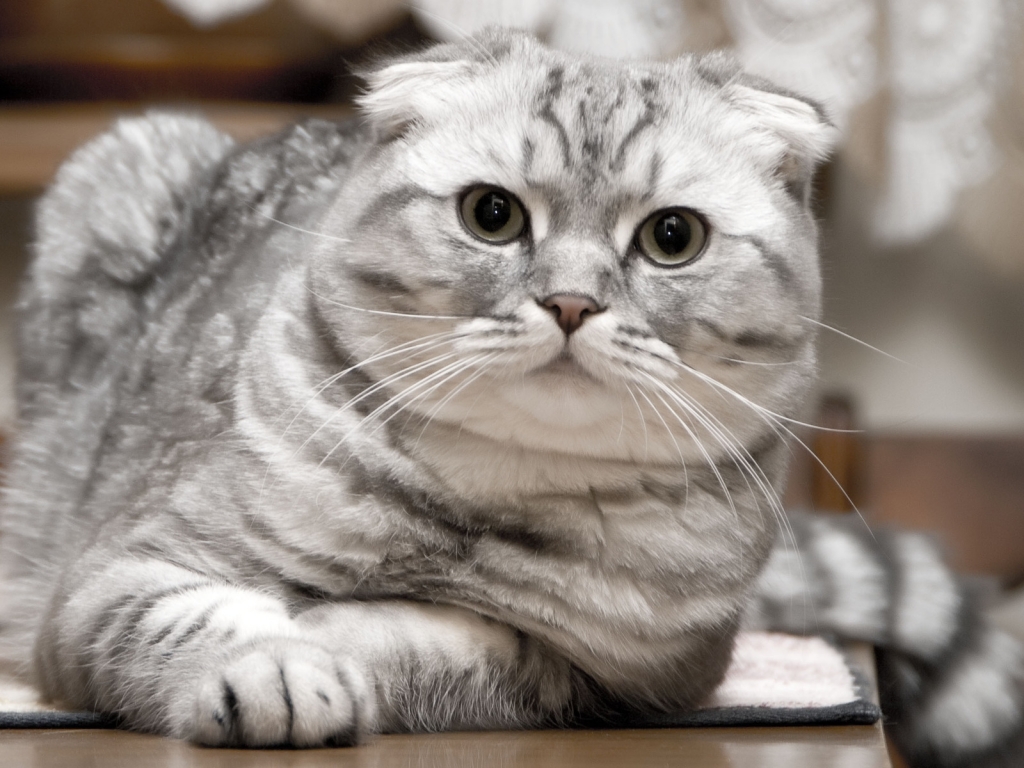 Beautiful Silver Scottish Fold Cat for 1024 x 768 resolution