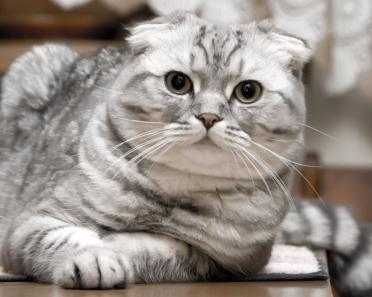 Beautiful Silver Scottish Fold Cat for 1280 x 1024 resolution