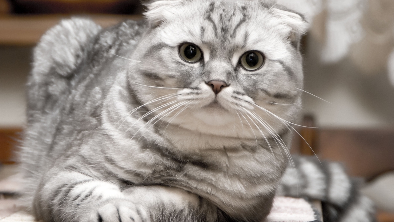 Beautiful Silver Scottish Fold Cat for 1280 x 720 HDTV 720p resolution