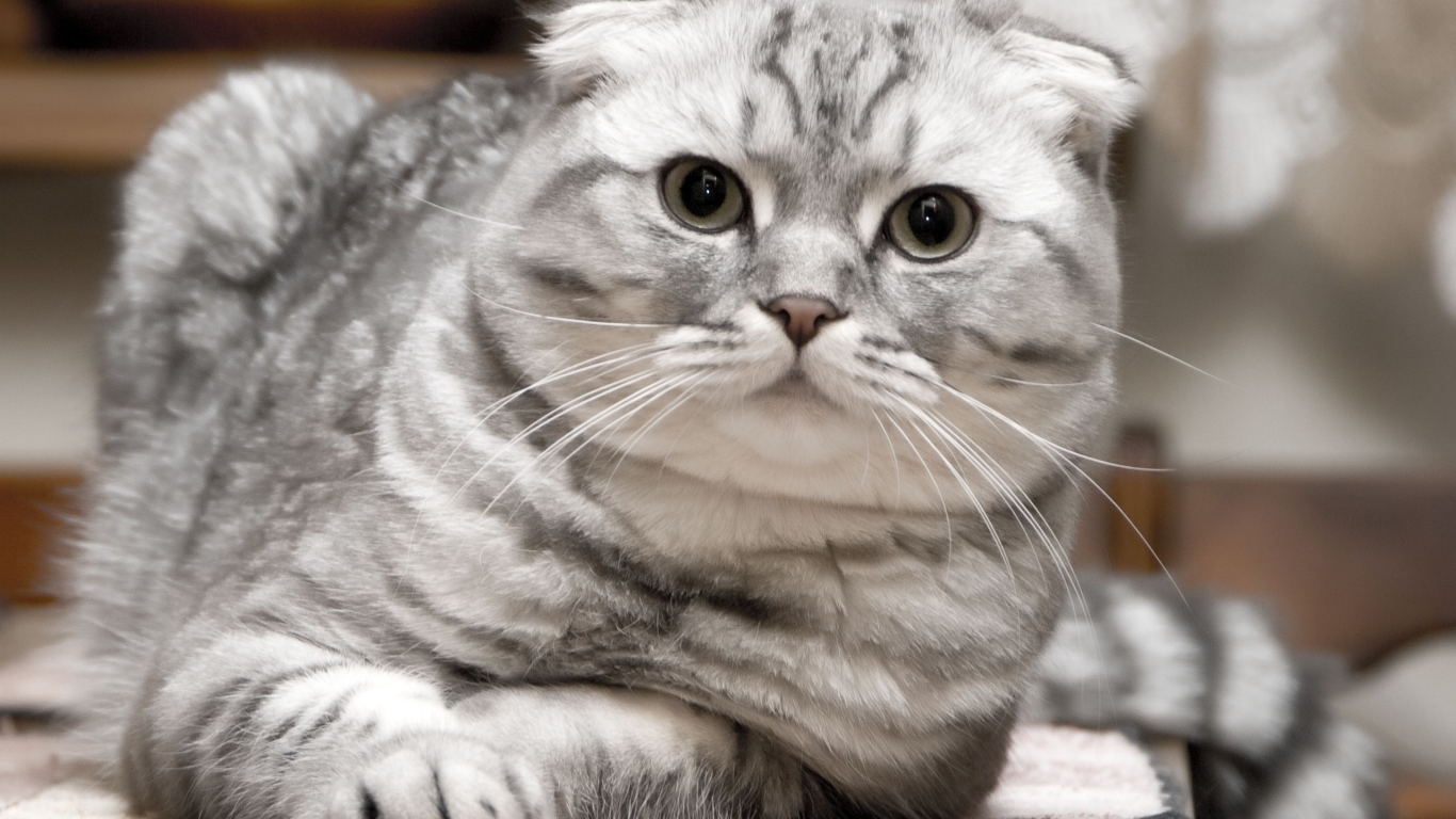 Beautiful Silver Scottish Fold Cat for 1366 x 768 HDTV resolution