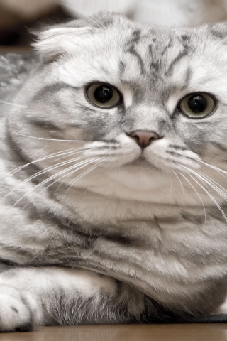 Beautiful Silver Scottish Fold Cat for 320 x 480 iPhone resolution