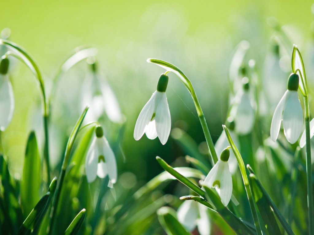 Beautiful Snowdrops for 1024 x 768 resolution