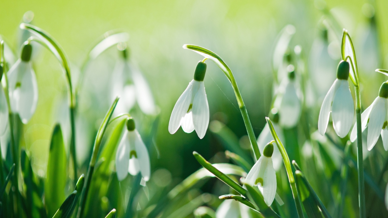 Beautiful Snowdrops for 1280 x 720 HDTV 720p resolution