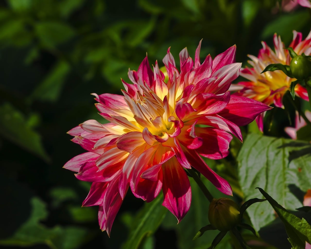 Beautiful Spring Flower for 1280 x 1024 resolution