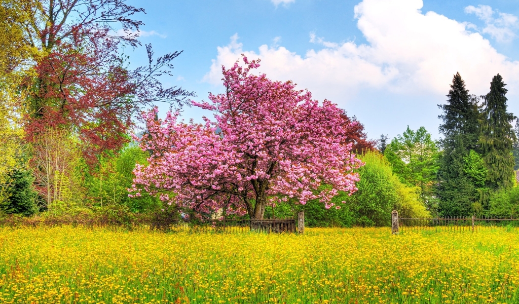 Beautiful Spring Scenary for 1024 x 600 widescreen resolution