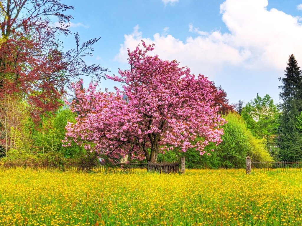 Beautiful Spring Scenary for 1024 x 768 resolution