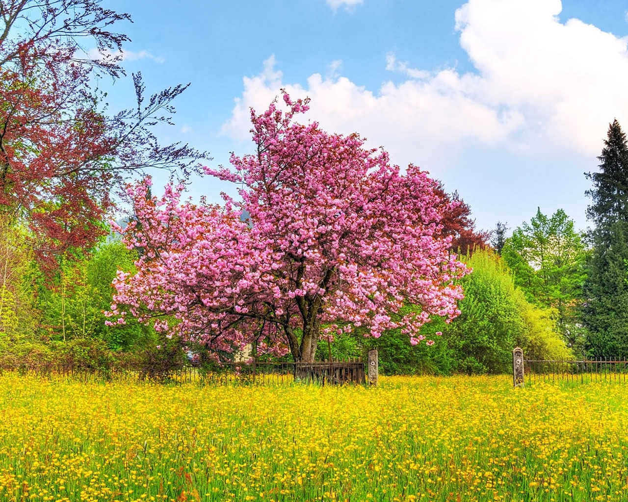 Beautiful Spring Scenary for 1280 x 1024 resolution