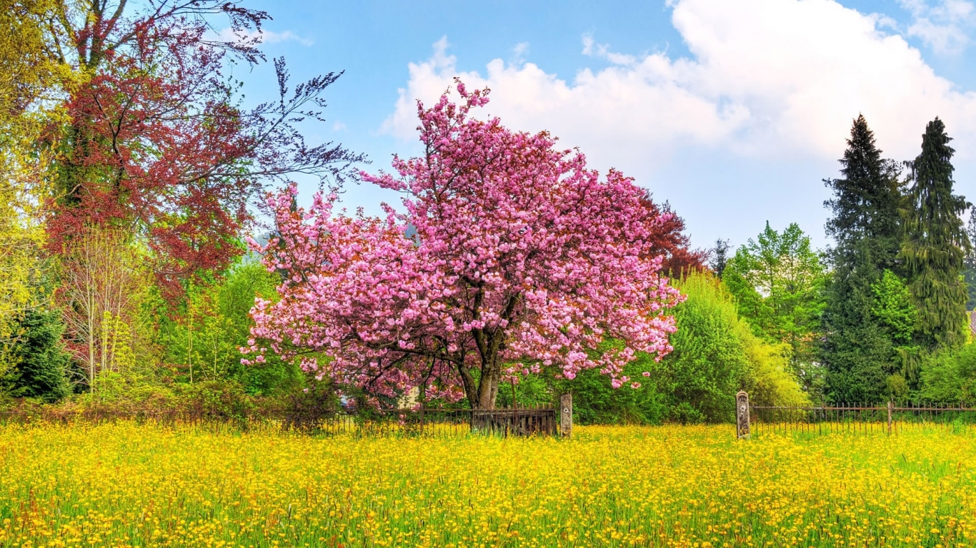 Beautiful Spring Scenary for 1366 x 768 HDTV resolution