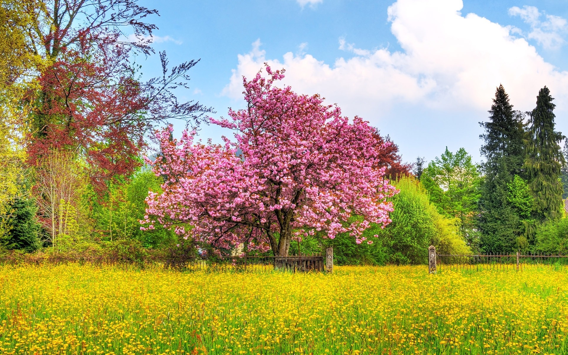 Beautiful Spring Scenary for 1920 x 1200 widescreen resolution