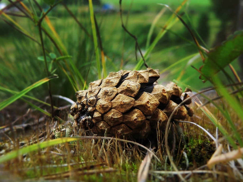 Beautiful Spruce Cone for 1024 x 768 resolution