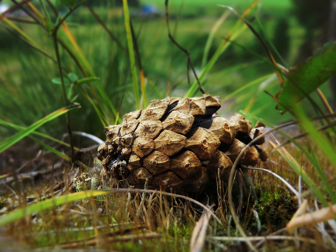 Beautiful Spruce Cone for 1152 x 864 resolution