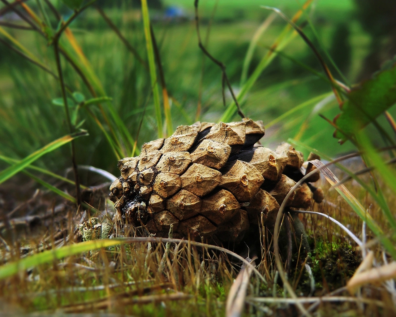 Beautiful Spruce Cone for 1280 x 1024 resolution