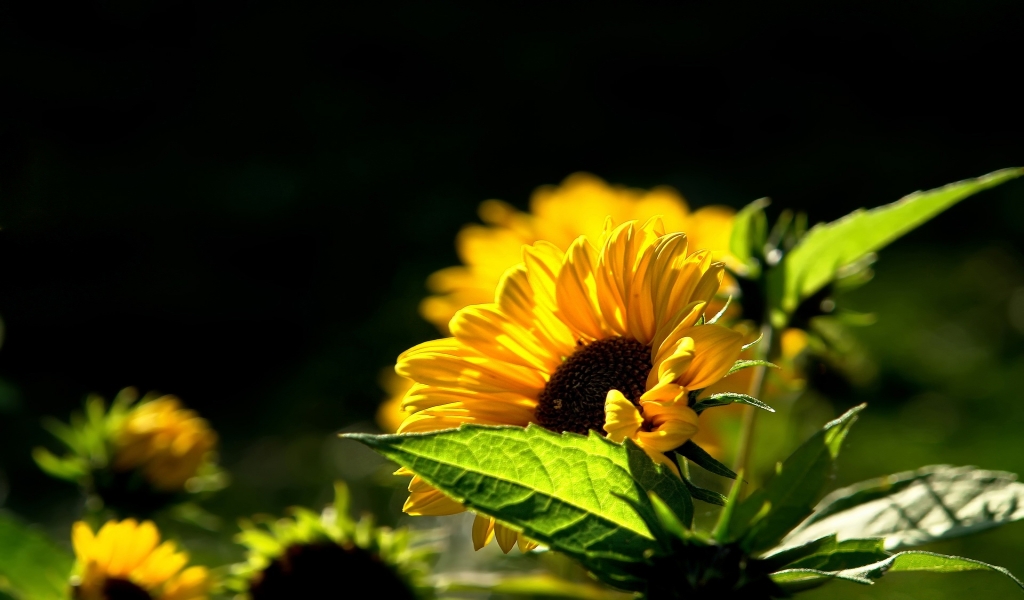 Beautiful Sunflower for 1024 x 600 widescreen resolution