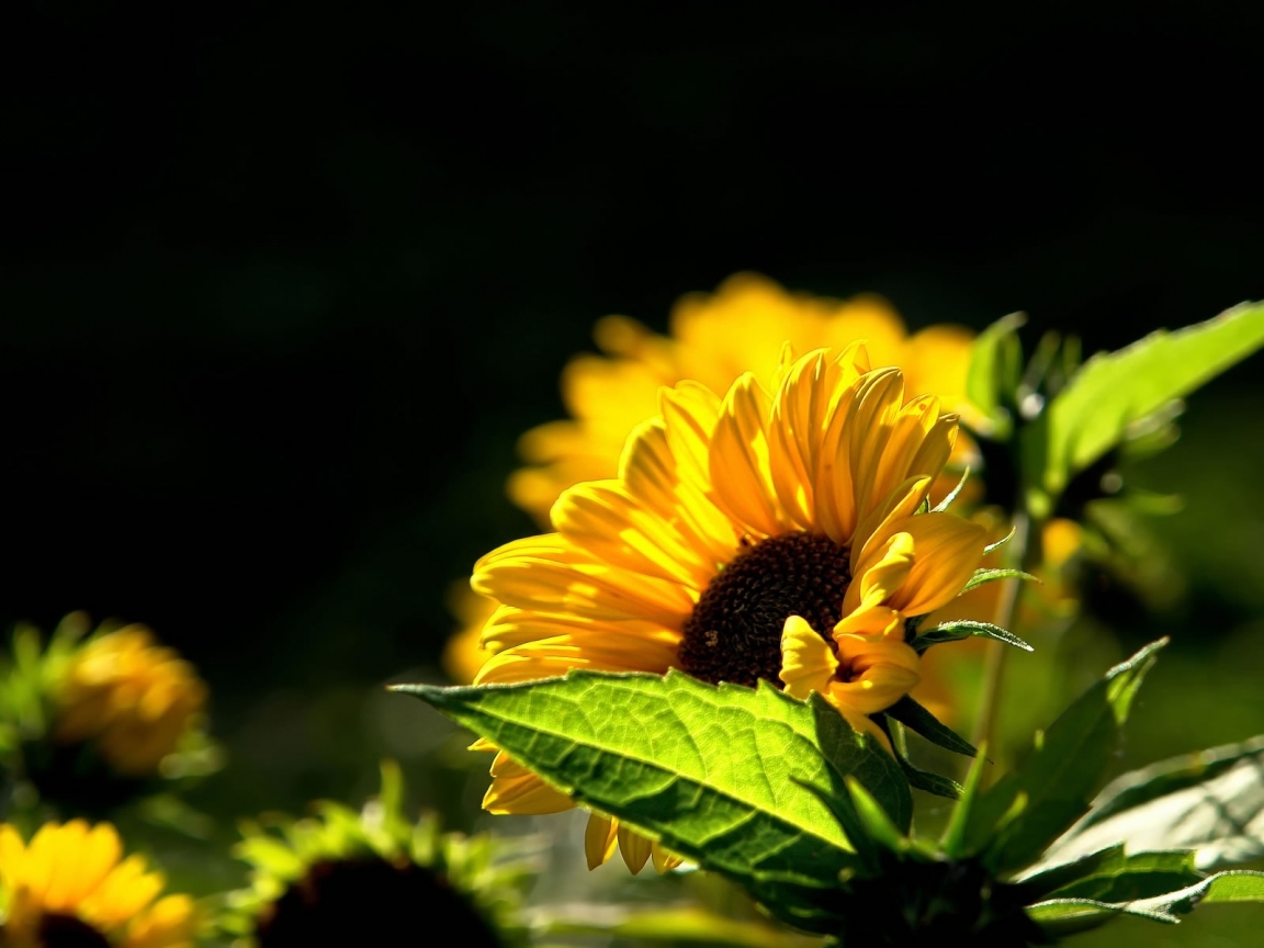 Beautiful Sunflower for 1152 x 864 resolution