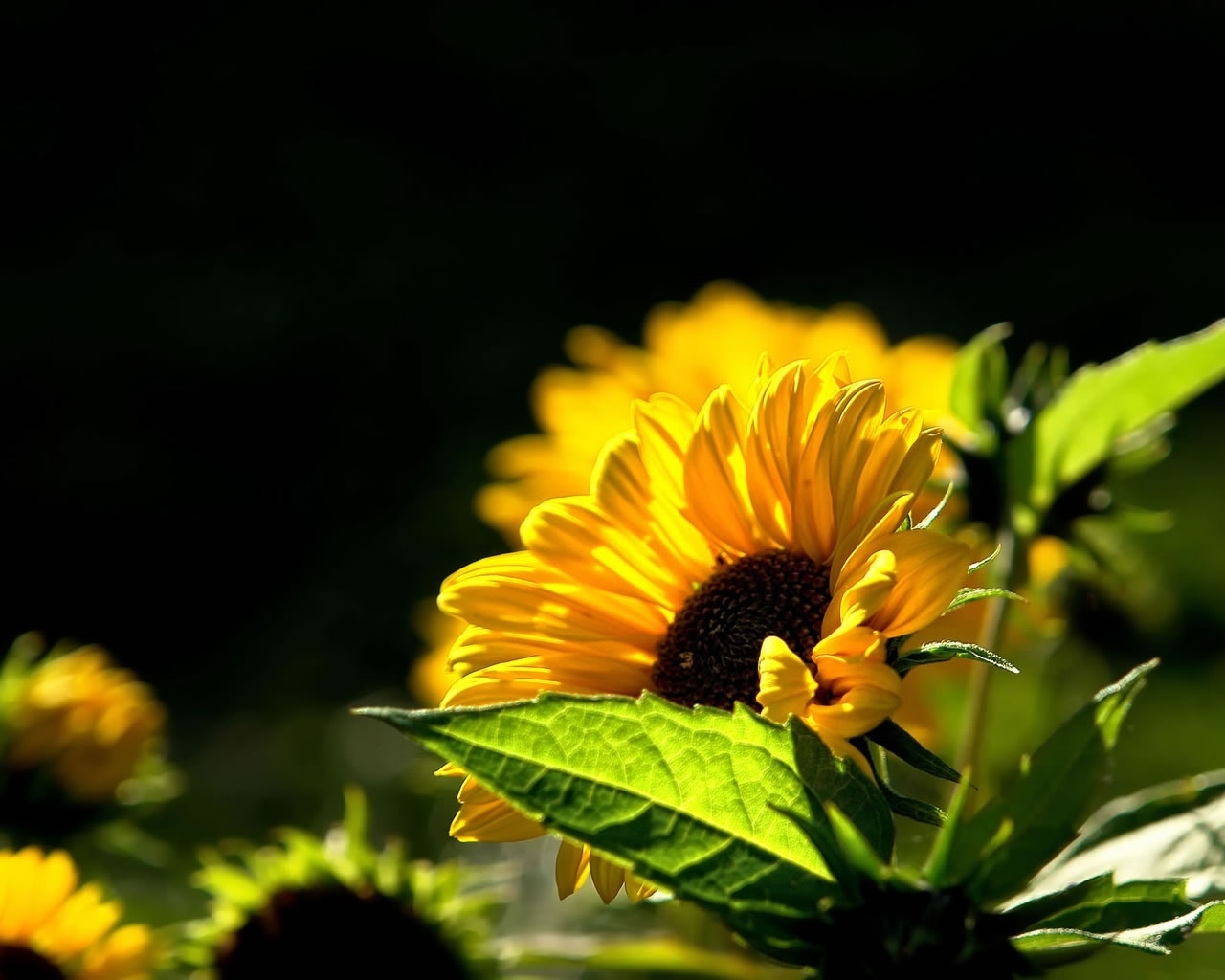 Beautiful Sunflower for 1280 x 1024 resolution