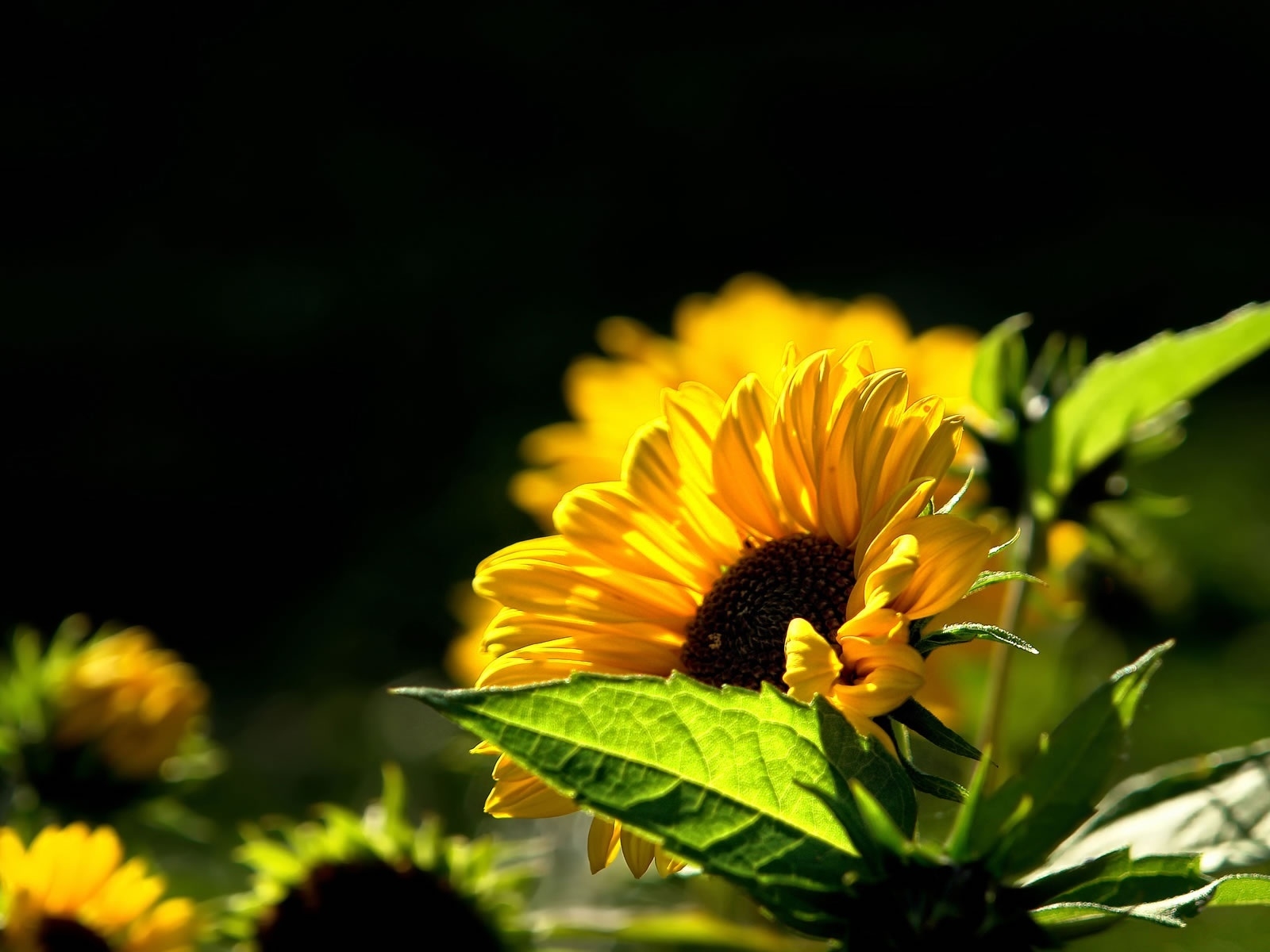 Beautiful Sunflower for 1600 x 1200 resolution