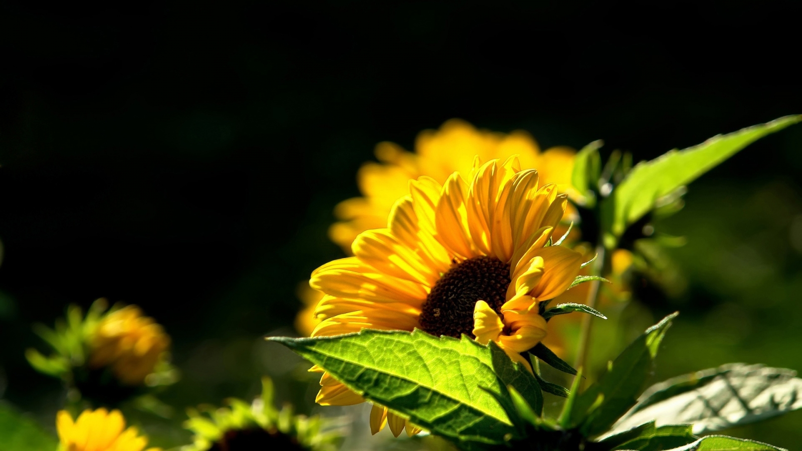 Beautiful Sunflower for 1600 x 900 HDTV resolution