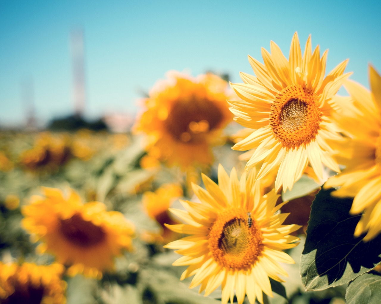 Beautiful Sunflowers for 1280 x 1024 resolution