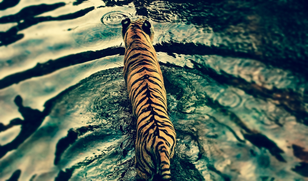 Beautiful Tiger in Water for 1024 x 600 widescreen resolution
