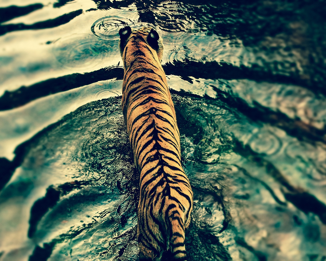 Beautiful Tiger in Water for 1280 x 1024 resolution