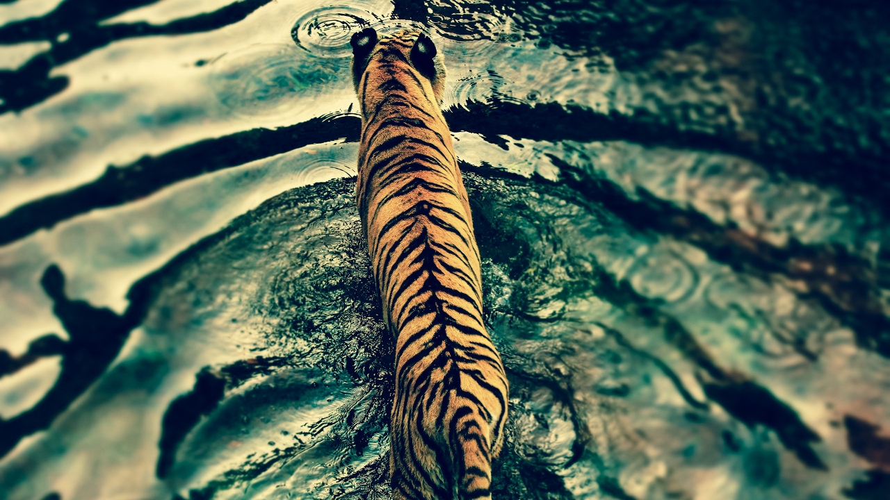 Beautiful Tiger in Water for 1280 x 720 HDTV 720p resolution