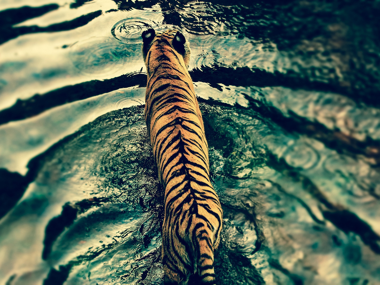 Beautiful Tiger in Water for 1600 x 1200 resolution