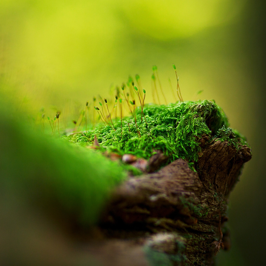 Beautiful tree moss for 1024 x 1024 iPad resolution