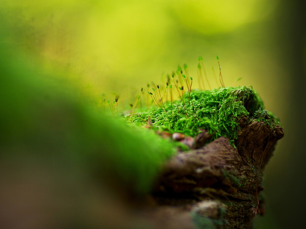 Beautiful tree moss for 1024 x 768 resolution