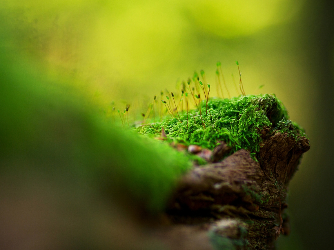 Beautiful tree moss for 1152 x 864 resolution