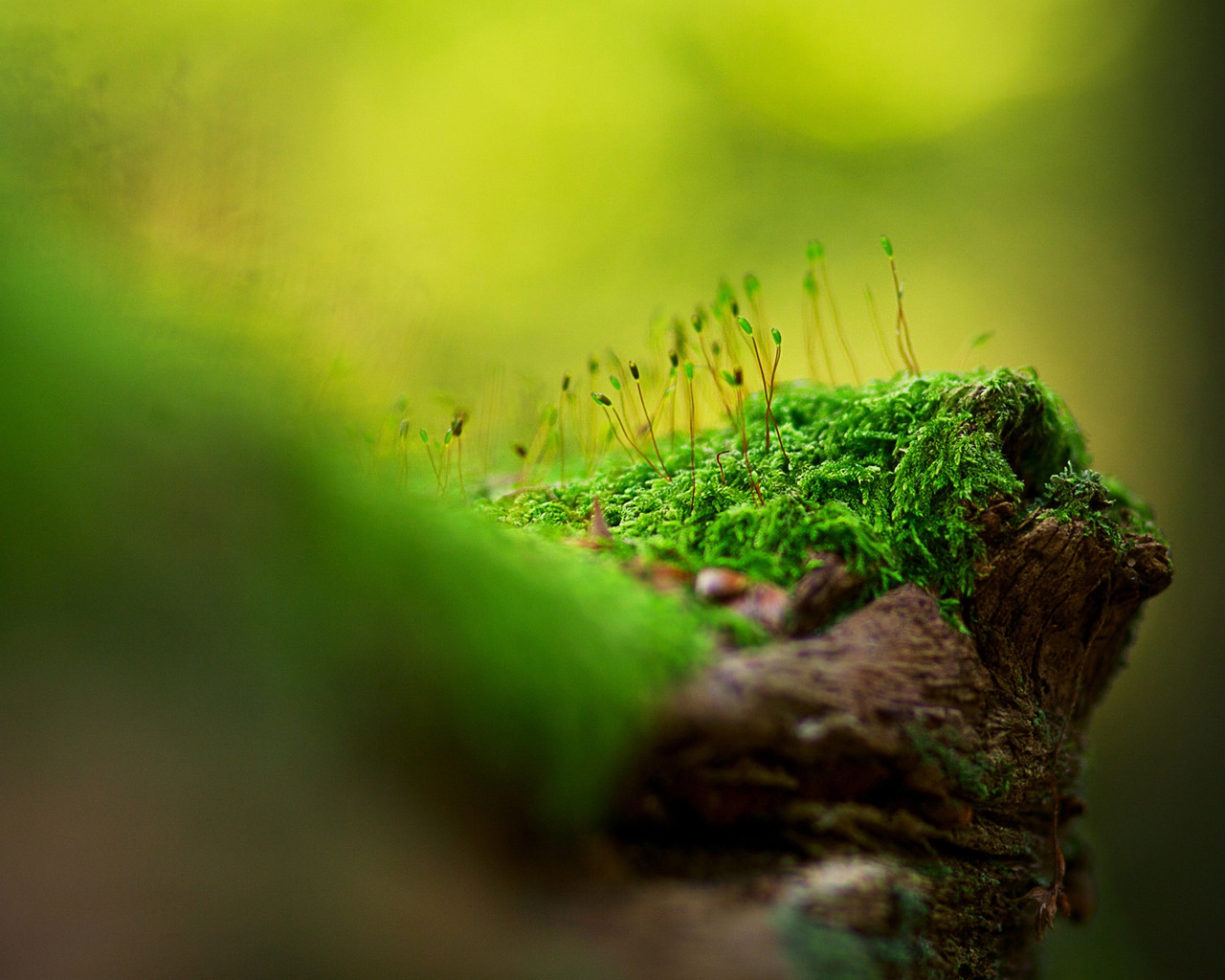 Beautiful tree moss for 1280 x 1024 resolution